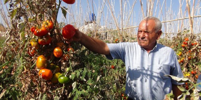Domates üreticisi maliyetini bile kurtaramadı