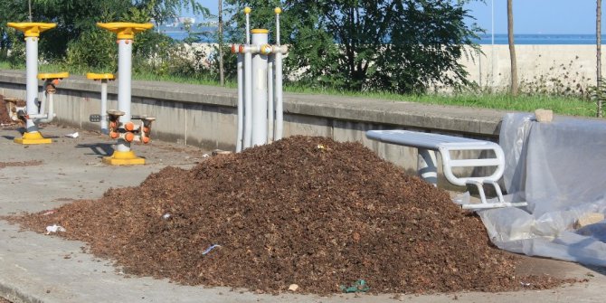 Fındık zurufundan doğal gübre