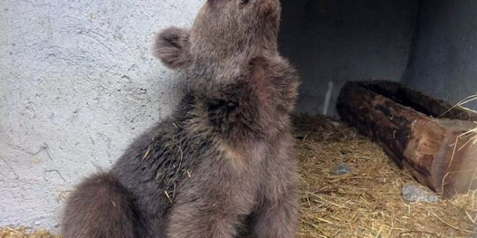 Yavru ayı tedavisinin ardından doğaya salındı