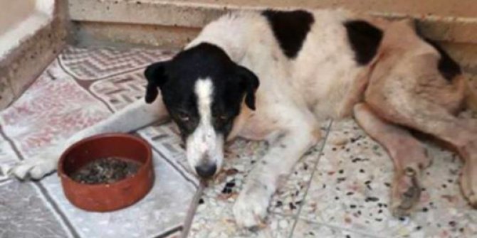 Kayıp köpek Çıtır’ın ölümü mahalle sakinlerini hüzne boğdu