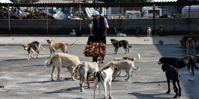 Zabıtanın el koyduğu simitler barınaktaki köpeklere verildi