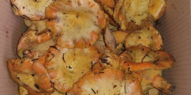 Bartın’da Mantar Sezonu Açıldı