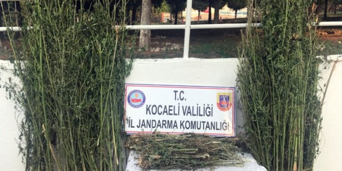 Ormana Hint keneviri eken 2 kişi gözaltına alındı