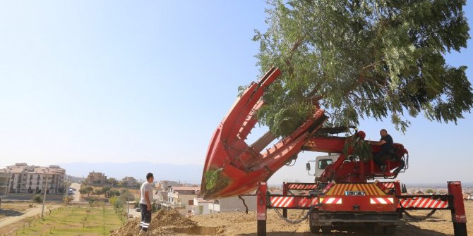 Nakledilen ağaçlar yeni toprağıyla buluşuyor
