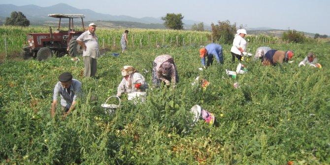 Salçalık domates 45 kuruş