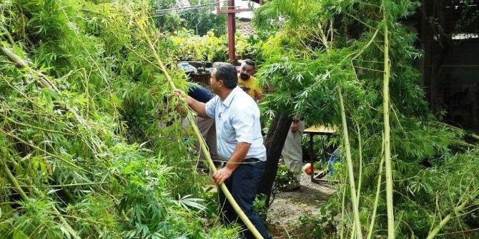 Ağaç Boyunda Hint Keneviri Yetiştirmişler