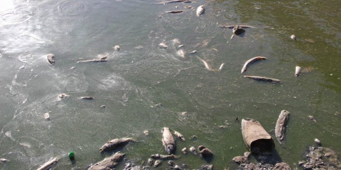 Sular çekilince binlerce balık telef oldu