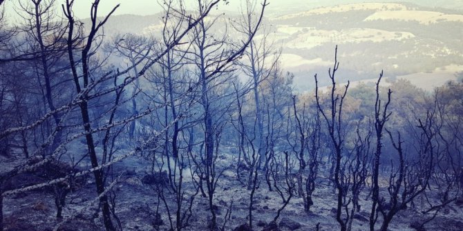 Selendi’de 80 dönüm kızılçam ormanı kül oldu