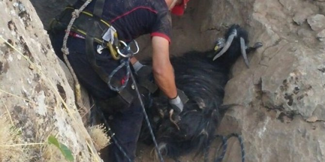 Kayalıklarda mahsur kalan keçiler kurtarıldı