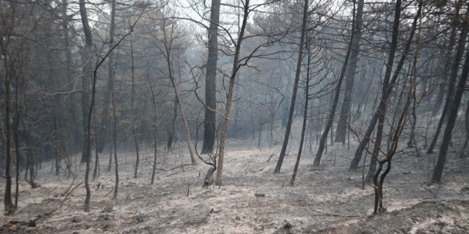 Sakarya’da orman yangını kısmen kontrol altına alındı