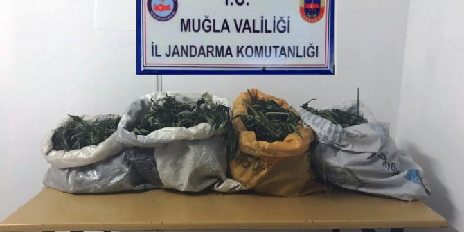 Menteşe’de jandarmadan esrar operasyonu