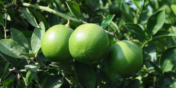 Mersin’de limon hasadı başladı