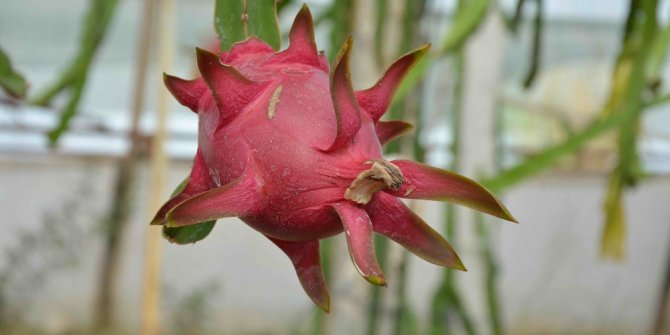 Muğlalı çiftçinin alternatif ürün umudu: Ejder meyvesi