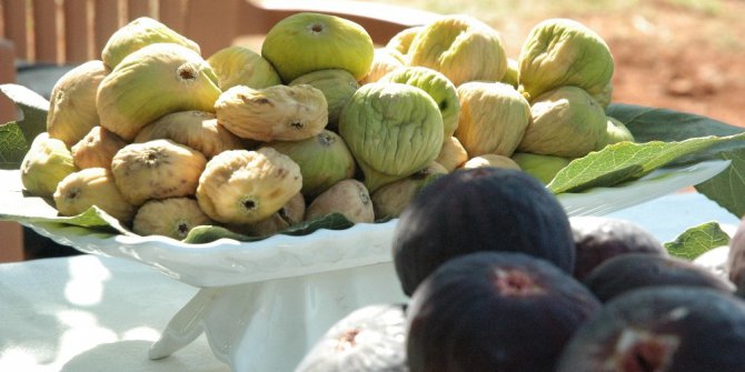 Kurutmalık sarılop incir hasadı yapıldı