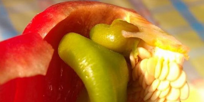 Kırmızı biberin içinden yeşil biber çıktı