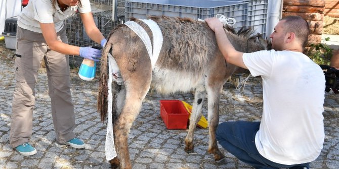 Doğal Yaşam’da yaralar sarıldı