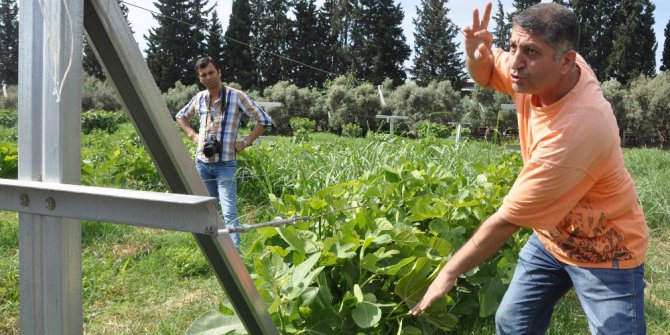 Telde incir ürettiler