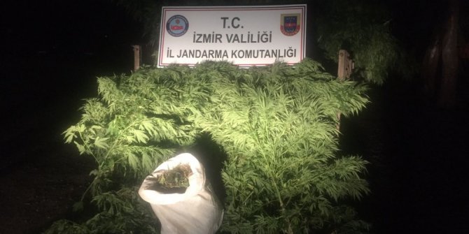 Kestane bahçesinde kenevir yetiştirdiler