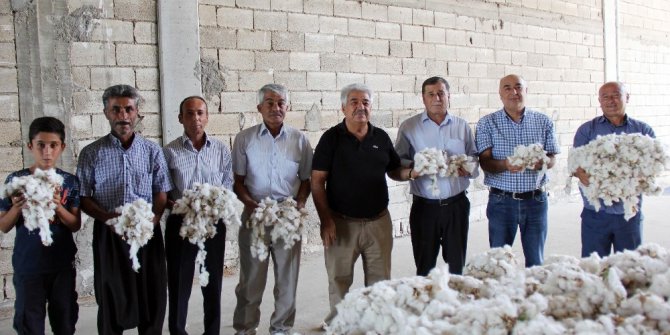 Pamukta sezonun ilk hasadı