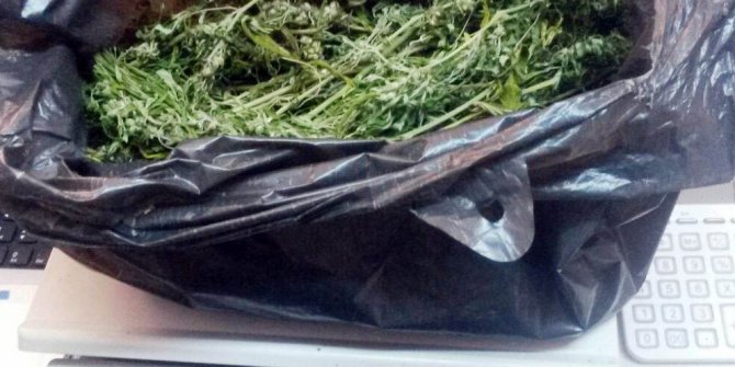 Tavuk kümesine kenevir ekmişler