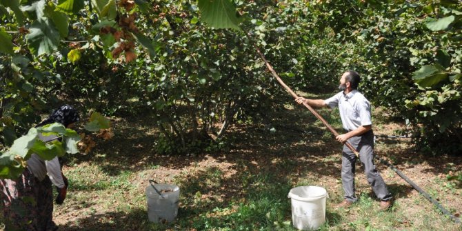 İnegöl fındığı Karadeniz’e rakip