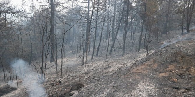 Orman yangınında 25 hektar alan kül oldu
