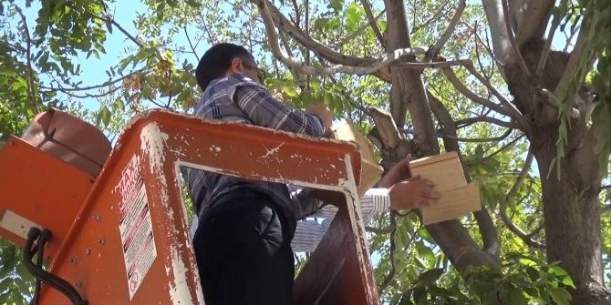 Gergüş’te Kamu Binalarının Bahçelerine Kuş Kafesleri Asıldı