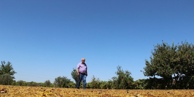 Üzüm üreticisinde hayal kırıklığı