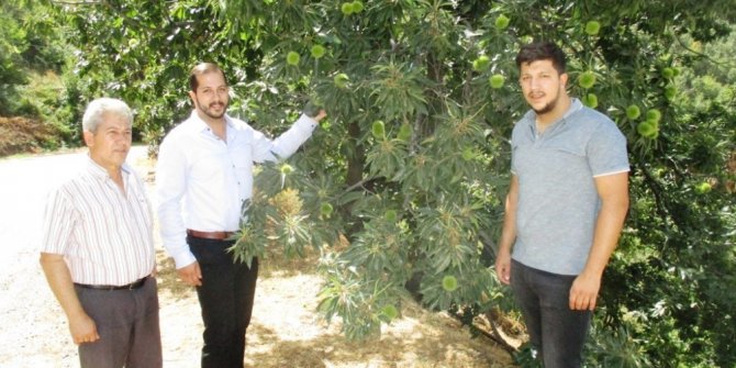 Ödemiş kestanesi Almanya’da görücüye çıkacak