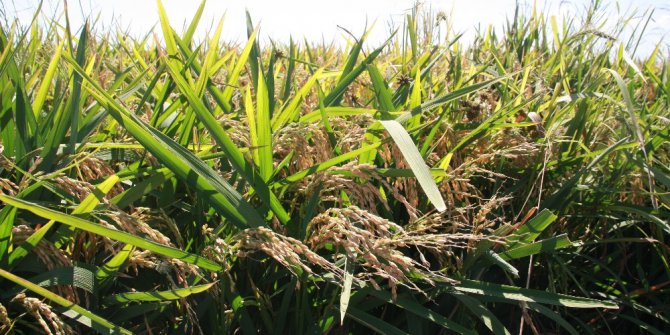 Edirne’de çeltik hasadı törenle başladı