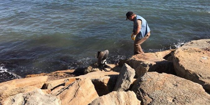 Edirne’de yaralı pelikan seferberliği