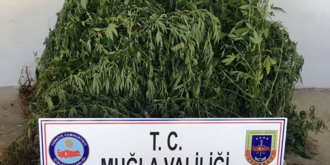 Ula’da yasa dışı ekim operasyonu