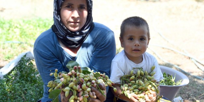 Mersin’de Antepfıstığı bereketi