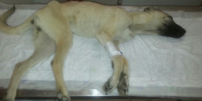 Hasta sokak köpeği için hayvanseverler seferber oldu