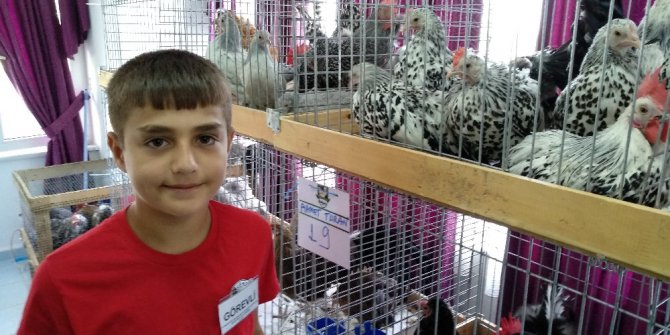 Lapseki’de 5. Geleneksel Kanatlı Hayvan Mezadı yapıldı