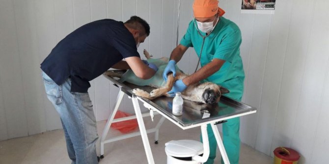 Özgüven: “Sokak hayvanlarına sahip çıkıyoruz”