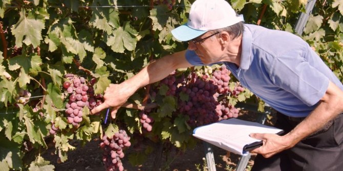 Üzüm yarışmasına başvuran üreticilerin bağları incelenmeye başladı