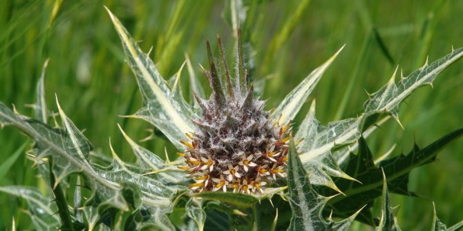 Mardin’de yeni bir bitki türü keşfedildi