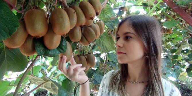 Mersin’de kivi hasadı başladı