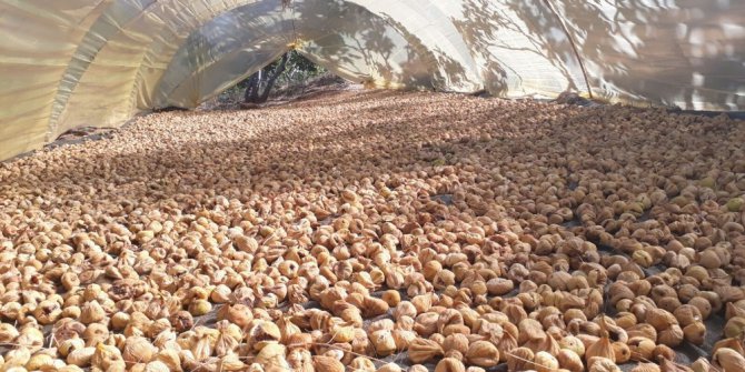 İncir fiyatları 25 TL’ye dayandı