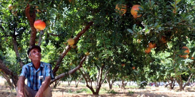 Türkiye’nin nar deposu hasada hazırlanıyor