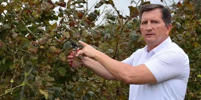 Fındık Hasadından Sonra Bunu Yapmayın