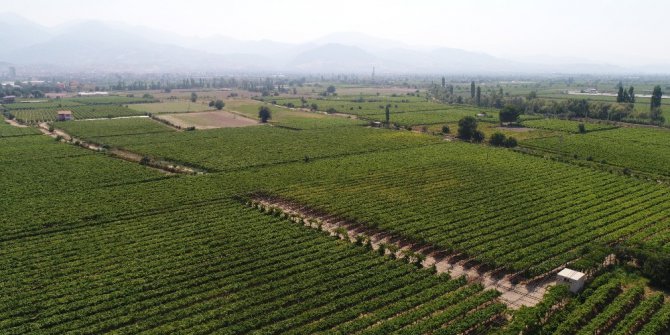 Türkiye’nin organik ürünleri Manisa’dan