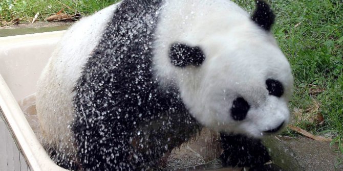 Dünyanın en yaşlı pandası Basi öldü