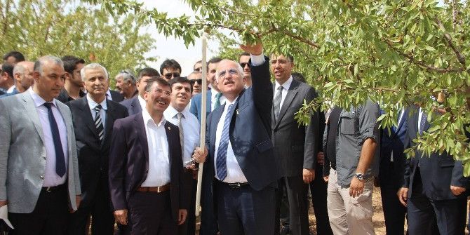 Şanlıurfa’da İlk Kez Badem Hasadı Günü Etkinliği Düzenlendi