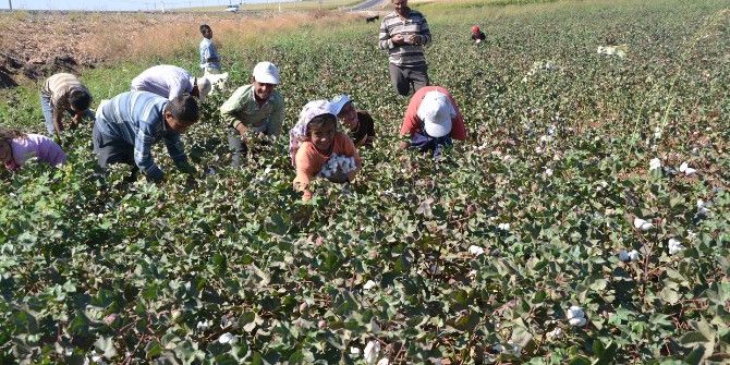 Hatay’da Pamuk Toplama Ücretleri Belli Oldu