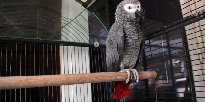 Papağan sayesinde hırsızlık çetesi çökertildi