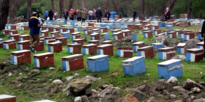 Bal üreticileri umduğunu bulamadı