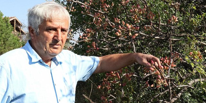 Menengiç ağaçlarında aşılamayla Antep fıstığı üretiliyor