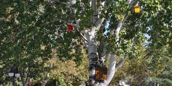 Karabiga Belediyesi ağaçlara kuş evleri koydu